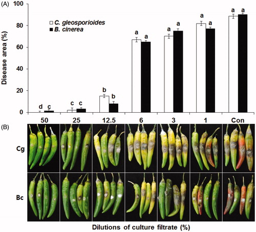 Figure 2. Effect of various concentrations of culture filtrates on the incidence of anthracnose and gray mold in detached pepper fruits. Mycelial plugs of Colletotrichum gloeosporioides (Cg) and Botrytis cinerea (Bc) were inoculated on hot-pepper fruits pretreated with different concentrations of culture filtrates. Distilled water (Con) was used as the negative control. (A) Data for disease area (%) are presented as mean ± standard deviation. Different letters above the bars indicate significant differences at P = 0.05. (B) The picture was taken 7 days after inoculation.