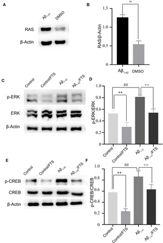 Figure 6 Inhibition of the activation of RAS-ERK signaling pathway in Aβ1-42-mice by FTS. (A) Western blot analysis of total RAS. β-Actin was used as an internal control. (B) Densitometric analysis of RAS. **p < 0.01 vs DMSO group. (C) Western blot analysis of total ERK and p-ERK. (D) Densitometric analysis of total ERK and p-ERK. **p < 0.01; ##p < 0.01 vs control group; ++p < 0.01 vs Aβ1-42. (E) Western blot analysis of total CREB and p-CREB. (F) Densitometric analysis of total CREB and p-CREB.**p < 0.01; ##p < 0.01 vs control; ++p < 0.01 vs Aβ1-42.