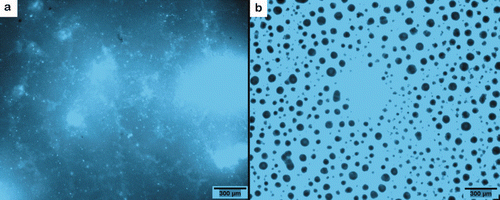 Figure 11. Fluorescence of a rosin based film of a dried Mark5® transparent lacquer film with 0.1% (w/v) of fluorescent ivermectin ‘flu-ive’. In (a) the flu-ive was dissolved in xylene and added to 0.1% (w/v); in (b) the flu-ive was dissolved in cosolvent-mix and added to 0.1% (w/v) (propylene glycol–glycerol formal 60:40).