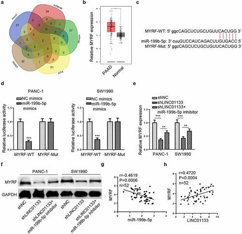 Figure 6. LINC01133 regulates MYRF expression via miR-199b-5p.