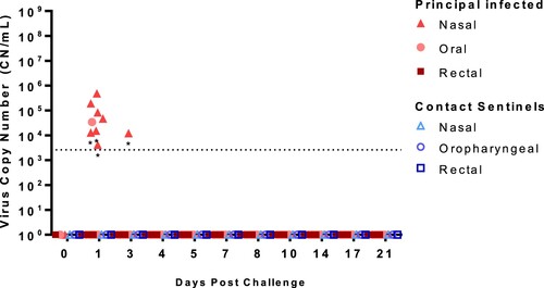 Figure 3. Viral RNA shedding of SARS-CoV-2-infected sheep.Note: RT-qPCR was performed on nasal, oropharyngeal, and rectal swabs collected from principal infected (solid red symbols) and sentinel sheep (open blue symbols) on the indicated days post-challenge (DPC). Mean (n = 2) viral RNA copy number (CN) per mL based on the SARS-CoV-2 nucleocapsid gene are plotted for individual animals. Asterisks (*) indicate samples with one out of two RT-qPCR reactions above the limit of detection, which is indicated by the dotted line.