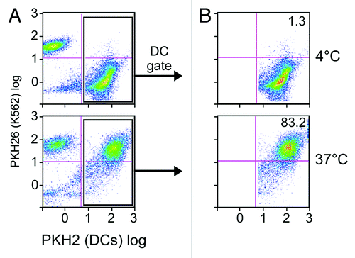 Figure 3. DCs effectively phagocytose apoptotic K562 cells. Immature DCs labeled in green (with PKH2) and apoptotic K562 cells labeled in red (with PKH26) were co-cultured at either 4°C (top) or 37°C (bottom) for 24 h at a 1:9 ratio. Shown are FACS results for the total population (A), and cells gated on the DC population (B). Dot plots are representative of 3 experiments.
