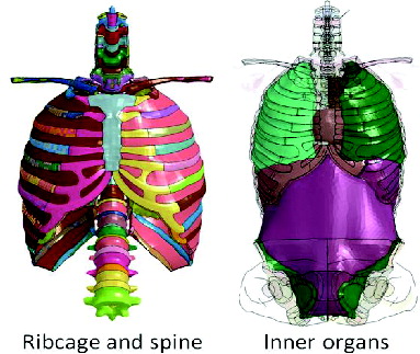 Figure 2 Images of the developed elderly thorax FE model.