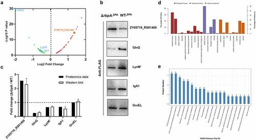 Figure 5. Comparative proteomic analysis of the differentially expressed proteins between WT and ΔrbpA strains. (a) Volcano plot of differentially expressed proteins between WT strain and ΔrbpA strain determined based on the proteomic data. The ratio of the protein expression level between the WT strain and ΔrbpA strain was standardized with a P-value < 0.05 and a ratio ≥ 1.2 to define the differentially expressed proteins. (b,c) Western blotting analysis of the proteomics data. ZY05719_RS01400, GlnQ, LysM,’ and IgA1 were chosen to verify the protein expression levels, and GroEL was used as a control protein. Equal amounts of the whole bacterial proteins from the WT and ΔrbpA strains containing the SPA-tag sequence were subjected to SDS-PAGE and then immunoblotting with an anti-FLAG antibody. The grayscale of the reactive protein bands was measured by using a software program. Fold change = grayscale of target protein in ΔrbpA/grayscale of target protein in WT. (d) GO analysis of the RbpA-regulated proteins. These proteins are grouped into three terms: biological process, cellular component, and molecular function. (e) KEGG pathway enrichment of the RbpA-regulated proteins. The x-axis represents the enriched pathways, and the y-axis represents the proteins number of the differentially expressed proteins involved in each pathway.