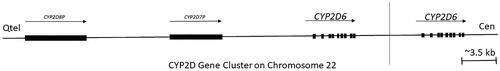 Figure 5. An outline of the CYP2D gene cluster on human chromosome 22. The cluster contains the CYP2D6 functional gene and two or more highly homologous pseudogenes CYP2D8P and CYP2D7, the gene CYP2D6 is highly polymorphic, and there is substantial variation in allele occurrences between people residing in different geographical location. Arrows and blocks represent the position, relative length, and direction of transcription for each locus, vertical line separate single copy from duplicated type. 5.5% of the Europeans carry more than two active CYP2D6 gene copies and are ultrarapid metabolisers (UMs), whereas the mutation is essentially absent in Asia (adapted from Koch Citation2004; Ingelman-Sundberg Citation2005).