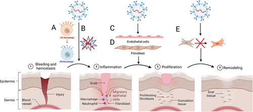 Figure 5 Involvement of exosomes in various stages of wound healing; (A) Promote the conversion of M1 type macrophages to M2 type; (B) Reduces ROS; (C) stimulate proliferation and migration of vascular endothelial cells; (D) promote proliferation of fibroblasts; (E) prevent fibroblasts from differentiating into myofibroblasts. (Image created with BioRender.com).
