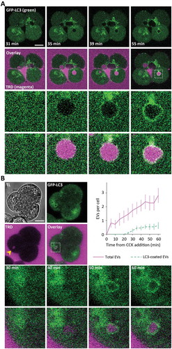 Figure 1. Endocytic vacuoles induced by CCK stimulation become coated by LC3. (A) The upper panels illustrate the formation and evolution of endocytic vacuoles (EVs) in pancreatic acinar cells (PACs) isolated from LC3-GFP transgenic mouse (GFP fluorescence is shown by green color) and stimulated by 500 pM of CCK in the presence of Texas Red labeled 3000 MW dextran (TRD); TRD fluorescence is shown by magenta color. Scale bar: 10 µm. The dashed box in the right panel of the second row of images highlights the fragment, shown on expanded scale in the 2 bottom rows of panels. The dynamics of formation and LC3 coating of the EVs in this group of cells is shown in the Movie S1A. (B) This part of the figure illustrates delay between the formation and LC3 coating of EVs. GFP-LC3 PACs were stimulated with 100 pM CCK in the continuing presence of TRD at 34.5°C and imaged every 5 min. TL indicates transmitted light image. Scale bar: 10 µm. A representative image of GFP-LC3 PACs (green), taken after 60 min of stimulation, is shown in the upper right panel. The second row of images shows TRD fluorescence (magenta); EV is indicated by the yellow arrowhead. Overlay of TRD and GFP-LC3 images (middle right panel) includes dashed box highlighting the fragment shown on the expanded scale in the bottom row of panels. Bottom panels show the fragment on the expanded scale at indicated times (illustrating formation and LC3 coating of the EV). Time graph displays the number of EVs per cell (mean ± SEM, magenta) and the number of LC3-EVs per cell (green) in PACs stimulated with 100 pM CCK; nc = 11 cells, N = 5 mice.