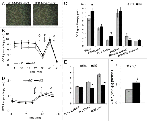 Figure 7. GABARAPL1 knockdown increases basal and proton-leak oxygen consumption rate (OCR), increases intracellular ATP levels, and decreases basal and maximal respiratory control ratio (RCR). MDA-MB436-shC and sh2 cells (60,000) were cultured for 24 h in 24-well XF24 Seahorse Biosciences V7 microplates and then bioenergetic function was assessed using the Seahorse XF24 analyzer. Both OCR and ECAR were measured. The ATP synthase inhibitor oligomycin (O; 1 μM), uncoupler FCCP (F; 0.75 μM), and complex III inhibitor antimycin A (A; 10 μM) were injected at the indicated times to determine different parameters of mitochondrial function. (A) Pictures showing similar confluency of the shC and sh2 cells before the start of the Seahorse analysis. (B) OCR values shown as pmol O2/min/μg protein. (C) Histogram showing the comparison of basal, ATP-linked, proton leak-linked, maximal, and non-mitochondrial OCR of shC and sh2 cells. Nonmitochondrial OCR was determined as the OCR after antimycin A treatment. Basal OCR was determined as OCR before oligomycin minus OCR after antimycin A. ATP-linked OCR was determined as OCR before oligomycin minus OCR after oligomycin. Proton leak was determined as basal OCR minus ATP-linked OCR. Maximal OCR was determined as the OCR after FCCP minus nonmitochondrial OCR. Reserve capacity was defined as the difference between maximal OCR after FCCP minus basal OCR. *P < 0.05, vs shC (n = 4). (D) Extracellular acidification rate (ECAR) values were plotted as mpH/min/μg protein for shC and sh2 cells (n = 4). (E) Histogram showing the comparison of state apparent, RCR basal and RCR maximal of shC and sh2 cells. State apparent was determined as the value corresponding to the following formula: 4-[(Basal-Oligo)/(Basal-FCCP)]. RCR basal was determined as the value corresponding to the following formula: (Basal-AntiA)/(Oligo-AntiA). RCR maximal was determined as the value corresponding to the following formula: (FCCP-AntiA)/(Oligo-AntiA). *P < 0.05, vs shC (n = 4). (F) Histogram showing intracellular ATP values (pmoles/µg protein) for shC and sh2 cells. MDA-MB436-shC and sh2 cells (40,000) were cultured in 96-well plates for 24 h at 37 °C and 5% CO2. The intracellular ATP concentration was then determined using the ATPlite kit from PerkinElmer according to the manufacturer’s instructions. Luminescence was measured using a Victor2V Perkinelmer Wallace 1420 Multilabel Counter. *P < 0.05, vs shC (n = 3).