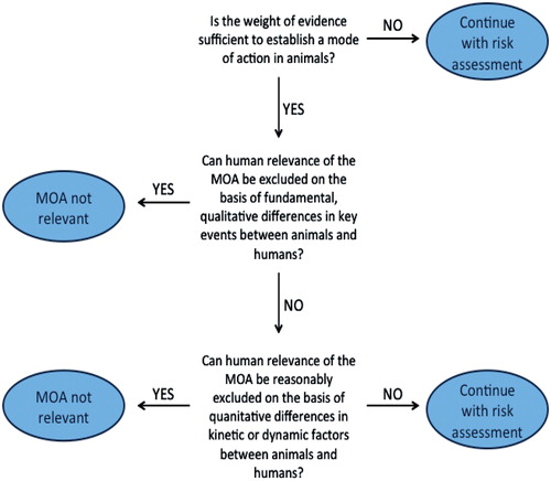 Figure 3. The mode of action/human relevance framework (MOA/HRF). Adapted from WHO (Citation2007).