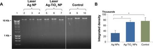 Figure 6 DNA degradation by laser Ag-TiO2 NPs in Escherichia coli.Notes: E. coli were treated by laser-generated Ag-TiO2 NPs (10 µg/mL) or laser Ag NPs (10 µg/mL) overnight. Genomic DNA were extracted and 200 ng DNA were subjected to agarose gel electrophoresis (A). The intensity of the major DNA bands were quantified and shown in (B). Lane 1, Hyperladder I (BioLine); Lane 5–7, laser Ag-TiO2 NPs; Lane 2–4, laser Ag NPs; Lane 8–10, NP-free Control. Data were presented as mean ± SE. Compared to the NP-free control, *P≤0.05, n=3.Abbreviation: NP, nanoparticle.