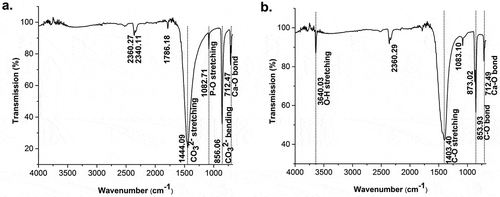 Figure 1. FTIR spectra of: (a) raw materials of golden apple snail (Pomacea canaliculata) and (b) decomposed materials after calcination at high temperatures.