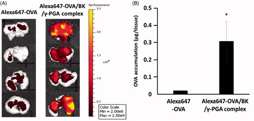 Figure 2. Lung accumulation of Alexa647-OVA after pulmonary administration. Mice were administered Alexa647-OVA or the Alexa647-OVA/BK/γ-PGA complex. At 6 days after pulmonary administration, the mice were sacrificed and their lungs dissected. Lung accumulation of Alexa647-OVA was visualized by using a Xenogen IVIS Lumina System (A) and quantified by using a microplate reader (B). Each value represents the mean ± S.E. (n = 4). *p < .05 vs. Alexa647-OVA.