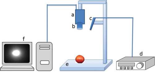 FIGURE 4 Schematic view of LLBI system to capture backscattering signature of tomato fruits. (a) CCD camera, (b) Zoom lens, (c) Laser diode, (d) Laser driver, (e) Sample holder, and (f) Computer equipped with a video converter.