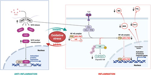 Figure 4. Anti-inflammatory activity of Australian native fruits and their constituents mediated through different molecular pathways of oxidative stress. Kakadu plum (Terminalia ferdinandiana): ↓ inflammatory enzymes- cyclooxygenase-2 (COX-2) and inducible nitric oxide synthase (iNOS), ↓ nitric oxide (NO) and Prostaglandin E2 (PGE2) (Tan, Hou, et al. Citation2011), ↑ the nuclear erythroidrelated factor 2 (Nrf2)/ Kelch-like ECH-associated protein 1 (Keap1) (Tan, Konczak, Ramzan, Zabaras, et al. 2011), inhibited phosphorylation and degradation of inhibitor of kappa B-alpha (IкBα) (Tan, Hou, et al. Citation2011). Illawarra plum (Podocarpus elatus): ↓ inflammatory enzymes- cyclooxygenase-2 (COX-2) and inducible nitric oxide synthase (iNOS) (Tan, Hou, et al. Citation2011). Cyanidin 3-glucoside from Queen Garnet plum (Prunus salicina): Inhibited the NF-κB signalling pathway through the protection of IκBα, ↓ NF-κB and its translocation into the nucleus, ↓ NF-κB p65 and ↓ iNOS, ↑ endogenous antioxidant enzymes and ↑ Nrf2 signalling pathway activity.