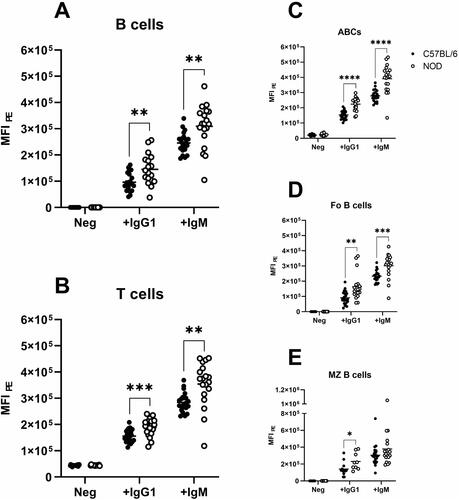 Figure 1. Binding of IgG1 and IgM to the surface of (A) splenic CD19+ B cells, (B) CD3+ T cells, and the different B cell subsets (C) CD19+CD21/35−CD23− age-associated B cells, (D) CD19+CD21/35loCD23+ follicular B cells and (E) CD19+CD21/35+CD23− marginal zone B cells in C57BL/6 (black circles) and NOD (white circles) mice. Obtained MFI was standardised as described in Materials and Methods. Neg = negative samples, i.e. autofluorescence. ** p < 0.01, *** p < 0.001, **** p < 0.0001.