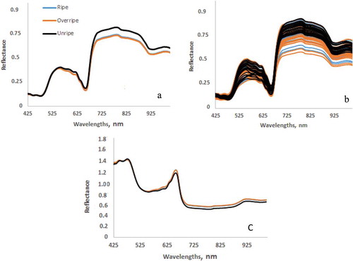 Figure 3. Average reflectance spectra (a), spectra (b), and absorbance (c) of 150 pear samples of three different ripen groups.