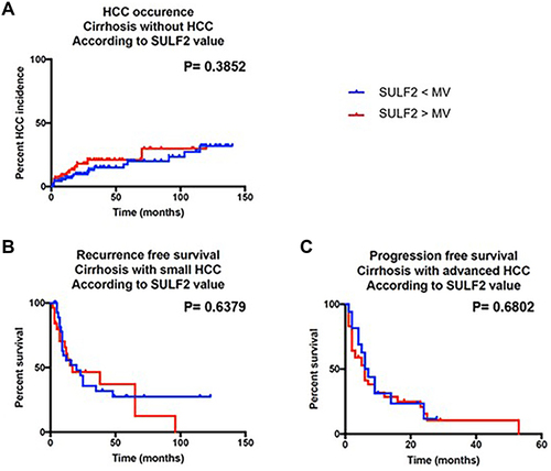 Figure 3 Association between SULF2 serum levels and different outcomes in patients with alcohol-related cirrhosis, early or advanced HCC. The median level of serum SULF2 serve to segregate patients for this follow-up (low levels of circulating SULF2 (< 65.2 ng/mL) versus high levels of circulating SULF2 (> 65.2 ng/mL)). (A) Levels of serum SULF2 were not associated with risk of tumor occurrence in patients with alcohol-related cirrhosis (p=0.3852). (B) Levels of serum SULF2 were not associated with a risk of tumor recurrence in patients with early HCC (p=0.6379). (C) Levels of serum SULF2 were not associated with the risk of death in patients with advanced HCC (p=0.6802).The Kaplan–Meier method was used to estimate overall survival and tumor occurrence or recurrence.