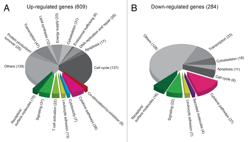 Figure 6. Gene expression data arranged in functional pathways. (A and B) T-cell receptor (TCR)-transgenic SCID mice were injected s.c. with MOPC315 cells. Gene expression in activated tumor-specific CD4+ T cells isolated from pooled tumor-draining lymph nodes (LNs) 8 d later was compared with that of naïve tumor-specific CD4+ T cells. Genes were manually annotated into functional pathways. Genes important for or potentially associated with immune responses are raised from the pie chart. (A) Genes that are upregulated in activated tumor-specific CD4+ T cells as compared with naïve tumor-specific T cells. (B) Genes that are downregulated in activated tumor-specific CD4+ T cells as compared with naïve tumor-specific T cells.