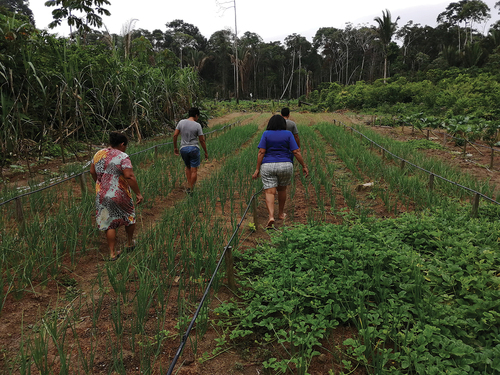 Figure 4. Productive backyard in a community in the municipality of Belterra-PA.