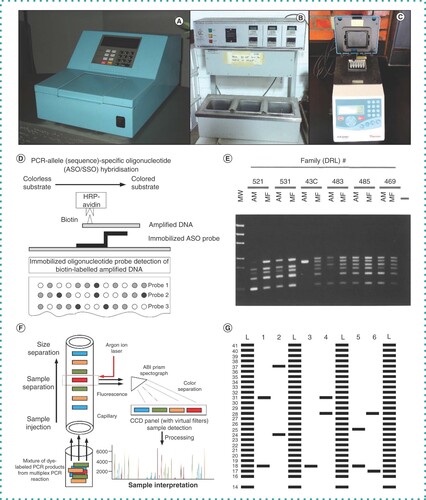 Figure 1. The development of the PCR system and its applications. (A) A prototype PCR thermal cycler developed by Cetus Corporation in 1986, which is the first model embedding the software cycling controller in the thermal cycling block. (B) Space-domain PCR. (C) Time-domain PCR. (D) Use of anchored allele-specific probes and labeled primers for the colorimetric detection of mutations in the HBB gene. (E) One of the first applications of multiplex PCR, the detection of deletions in the DMD gene in patients affected by Duchenne muscular dystrophy. (F) A recent version of the multiplex PCR with fluorescent-labeled primers and separation of amplicons using capillary electrophoresis currently used in routine forensic analysis. (G) The use of PCR for the amplification of alleles of a multiallelic minisatellite locus, silver staining of amplicons in a polyacrylamide gel, and the comparison of their lengths with an allele marker, a ladder.Reproduced with permission from [Citation4–7].
