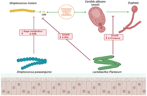 Figure 2.  Model of the interplay between C. albicans, S. mutans, and Streptococcus parasanguinis/Lactobacillus plantarum in the human oral. S. mutans use GtfB to attach firmly to C. albicans to prompt each other’s growth which could regulate the carbohydrate metabolism and glycan biosynthesis. L. plantarum reduce the growth of both C. albicans and S. mutans; however, L. plantarum has also been shown to suppress the C. albicans virulence through the hyphal morphogenesis an·d inhibit the expression of GtfB of S. mutans. Like L. plantarum, S. parasanguinis also disturb the sugar metabolism and reduce the expression of GtfB of S. mutans. (Created with BioRender.com).