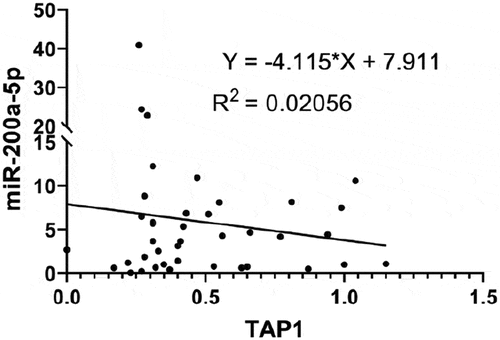 Figure 4. Basal expression of miR-200a-5p and TAP1 in different melanoma cell lines.