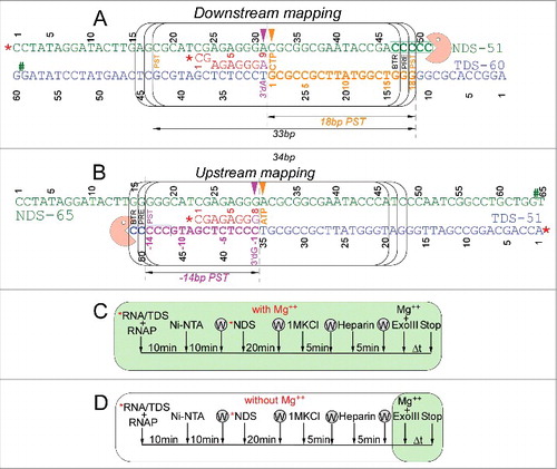 Figure 9. TEC assembly and exonuclease III mapping protocols. (A) Downstream RNAP TEC border mapping protocol and interpretation. (B) Upstream TEC border mapping protocol and interpretation. NDS indicates non-template DNA strand. TDS indicates template DNA strand. The RNA is red. Post-translocated (PST), pre-translocated (PRE) and backtracked (BTR) states of RNAP are indicated. # indicates the position of a thio-NMP to block exonuclease III digestion on one stand. * indicates a 5′-32P label. (C) Assembly of TECs in the presence of 5 mM MgCl2. (D) Assembly of TECs in the absence of MgCl2. In this case, MgCl2 is added with exonuclease III. W indicates washing of complexes immobilized on beads. TECs were released from beads with imidazole before assays.