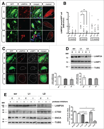 Figure 2. rAAVs expressing shRNAs against endogenous rat Lamp2a (L1, L2) efficiently decrease LAMP2A protein levels and impair CMA-function in transduced nigral neurons, while LAMP1 levels remain unaffected. (A) Representative immunofluorescence images depicting the expression of LAMP2A (red) in nigral neurons transduced with the GFP-tagged rAAV-shRNAs (green), 8-wk post-injection. The fourth column shows the red channel masked by the green, illustrating the images used for the automated puncta quantifications. Scale bar: 15 μm. (B) Automated quantifications of LAMP2A+ puncta per GFP+ neuron, expressed as folds of the respective time-point matched control (*, p< 0.05; **, p < 0.01; n = 5 animals/group, one-way ANOVA). (C) Representative immunofluorescence images of LAMP2A (red) and LAMP1 (pseudo color) protein expression in GFP-shRNA-transduced neurons, 8-wk post-injection. Scale bar: 5 μm. (D) Western immunoblots for LAMP2A, LAMP1 and TUBG (loading control) in the contralateral (C) and ipsilateral (I) ventral midbrain of rAAV-shRNA-injected animals are shown in the upper panel and quantifications of LAMP2A and LAMP1 levels are shown in the bottom panel, 8-wk post-injection (*, p < 0.05; n = 5 animals/group, one-way ANOVA). (E) In vitro assay to measure CMA activity by monitoring direct translocation of human recombinant SNCA into lysosomes isolated from the contralateral (C) and ipsilateral (I) ventral midbrain of scr-, L1- and L2-injected animals, 2 wk post-injection. Lysosomes were incubated with recombinant SNCA, in the presence (+) or absence (−) of proteinase inhibitors, collected by centrifugation and subjected to immunoblot analysis for SNCA, LAMP2A, CTSD and TUBG levels. Representative western blots are shown in the left panel and quantification of the relative uptake of recombinant SNCA expressed as percent of SNCA detected in the absence or presence of protease inhibitors is shown in the right panel (*, p < 0.05; ***, p < 0.001; n = 2 with 3 pooled animals/group, one-way ANOVA).