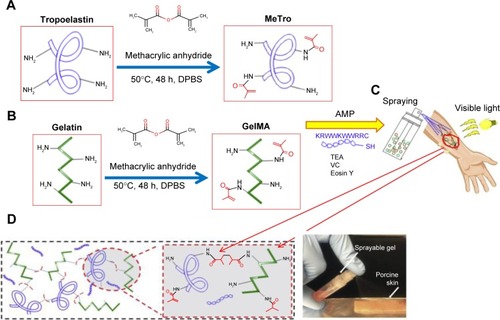 Figure 7 A schematic representation of the synthesis of different hydrogel composites: (A) MeTro, and (B) GelMA, and (C and D) MeTro–GelMA–AMP; AMP, GelMA, and MeTro were added to a TEA (coinitiator) and VC (coinitiator) solution. Data from Annabi N et al.Citation44Abbreviations: AMP, antimicrobial peptide; DPBS, Dulbecco’s phosphate-buffered saline; GelMA, gelatin methacryloyl; MeTro, methacryloyl-substituted tropoelastin; TEA, triethanolamine; VC, poly(N-vinylcaprolactam).