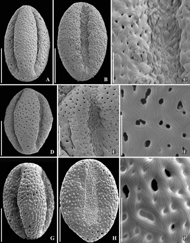 Figure 9. SEM images of dried pollen of extant Lardizabalaceae. A–C. Akebia trifoliata (Thunb.) Koidz. pollen in two different equatorial views (A, B) and details of pollen (C) showing finely perforate-punctate, striate tectum and verrucate aperture membrane. D–F. Akebia × pentaphylla Makino pollen in equatorial view (D), details of aperture with verrucate aperture membrane (E) and detail of pollen wall (F) showing finely perforate and striate tectum. G–I. Akebia quinata (Thunb. ex Houtt.) Decne. pollen in two different equatorial views (G, H) and detail of finely striate and punctate pollen wall (I). Scale bars – 10 µm (A, B, D, G, H), 2.5 µm (C, I), 5 µm (E), 2 µm (F).