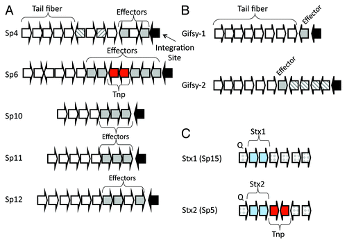 Figure 3. Location of effector genes and stx genes within prophages in E. coli and S. enterica. Partial prophage genomic maps are shown. (A) Terminal region of five lambdoid prophages from E. coli strain Sakai, (B) terminal region of S. enterica Gifsy-1 and Gifsy-2 prophages and (C) central region of the genome of Stx1 (Sp15) and Stx2 (Sp5) prophages encoding stx1AB and stx2AB genes, respectively, shown as blue arrows. Tail fiber genes are represented by white arrows and effector genes are shown as dark gray arrows. Putative additional virulence genes are shown as striped arrows. Black block arrows indicate the prophage site of genomic integration. Arrows in red represent transposase genes.