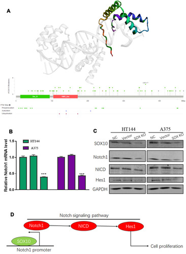 Figure 4 The molecular mechanism of SOX10 in melanoma. (A) The protein secondary and tertiary structure of SOX10 based on PDB database. (B) The effect of SOX10 on Notch1 mRNA by quantitative real-time PCR (Each cell line was NC, Vector and SOX10KD group, respectively). (C) The effect of SOX10 on Notch1, NICD and Hes1 protein expression by Western blot. (D) A model of the molecular mechanism of the SOX10/Notch signaling pathway.