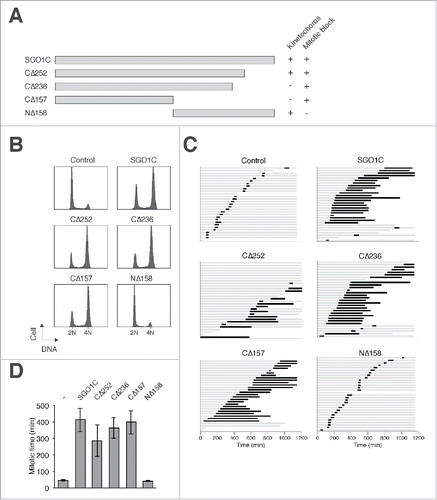 Figure 6. Localization of SGO1C to kinetochores is not critical for promoting aberrant mitosis. (A) Schematic diagram of SGO1C and different truncation mutants are aligned to scale. Kinetochore localization of the FLAG-tagged proteins and their ability to induce mitotic arrest are summarized. (B) The N-terminal region of SGO1C is required for inducing G2/M arrest. HeLa cells were transfected with SGO1C or truncation mutants. A plasmid expressing histone H2B-GFP was co-transfected as a marker. The cell cycle profile of transfected cells was analyzed with flow cytometry. (C) The N-terminal region of SGO1C is required for inducing mitotic defects. HeLa cells expressing histone H2B-GFP were transfected with control vector or plasmids expressing FLAG-tagged SGO1C or different truncation mutants. A plasmid expressing mRFP was co-transfected as a marker. Individual cells were then tracked for 24 h with time-lapse microscopy. Each horizontal bar represents one cell (n = 30). Gray: interphase; black: mitosis (from DNA condensation to anaphase); truncated bars: cell death. (D) Cells were transfected and imaged as in (C). The length of mitosis was quantified (mean±90% CI).