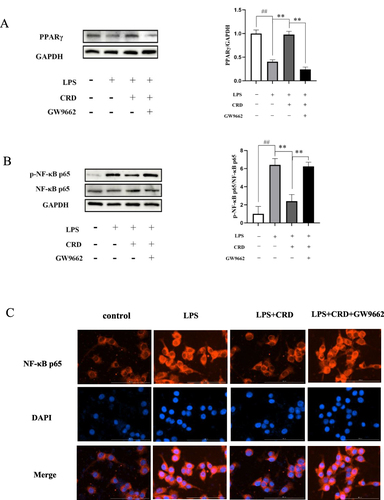 Figure 11 Effect of CRD-containing serum on PPARγ/NF-κB pathway. (A) The protein expression level of PPARγ in BV2 microglia cells was determined by Western blotting. (B) The protein expression level of NF-κB p65 and p-NF-κB p65 in BV2 microglia cells was determined by Western blotting. Data are presented as the mean ± SD (n=5), ##p<0.01 versus the control group; **p<0.01 versus the CRD group. (C) Immunofluorescence analysis of p65 proteins in BV2 microglia cells (Scale bar=100μm).