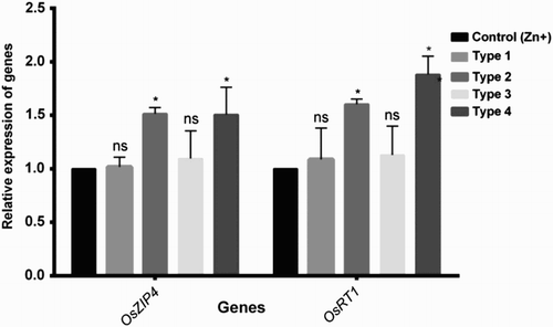 Figure 4. Changes in the expression pattern of Zn transporter genes (OsZIP4 and OsIRT1) in roots of different combination of grafted plants (type 1: BRRI 33 rootstock + BRRI 33 scion, type 2: Pokkali rootstock + Pokkali scion, type 3: BRRI 33 rootstock + Pokkali scion, type 4: Pokkali rootstock + BRRI 33 scion) under Zn deficiency. The data are expressed as x-folds, where the control (Zn sufficiency) is set to 1 and the treated (Zn deficiency) are x-fold (ratio) to that. ns, not significantly (P > .05) changed. *Statistically significantly (P < .05) changed.
