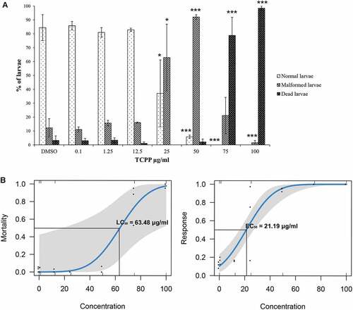 Figure 2. Effects of TCPP exposure on the embryonic development of Ciona robusta. (A) Percentages of normal, malformed and dead larvae of C. robusta exposed to TCPP. Differences from control; the number of asterisks indicates the level of significance: *p < 0.05, **p < 0.001, ***p < 0.0001. (B) TCPP dose–response curves for mortality and malformations in C. robusta. EC50 and LC50 values were calculated using probit models.