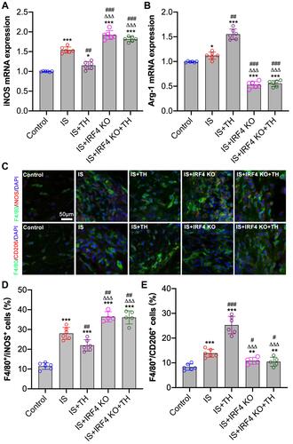 Figure 4 Determination of macrophage polarization in ischemic brain. RT-PCR were used to measure the mRNA and protein expressions of iNOS (A) and Arg-1 (B), respectively. Immunofluorescence staining (C) was used to determine the number of F4/80+/iNOS+ positive (D) and F4/80+/CD206+ positive (E) cells in penumbra tissues. n = 6 in each group for mRNA measurements; n = 4 in the IS + IRF4 KO group, n = 5 in the IS + IRF4 KO + TH group, and n = 6 in other groups for immunofluorescence staining. Data were expressed as mean±SD. Comparisons of continuous variables between groups were made by unpaired Student’s t-test. *p < 0.05, **p < 0.01, ***p < 0.001 vs control group; #p<0.05, ##p<0.01, ###p<0.001 vs IS group; ΔΔΔp<0.001 vs IS + TH group.