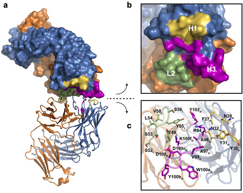 Figure 2. Anti-GCGR Fab self-interaction in the X-ray crystallographic structure (PDB entry 8TJT). (a) Head-to-head Fab-Fab interaction is shown, with one interacting Fab depicted in surface representation and the other in ribbon form. The LC and HC are colored orange and blue, respectively. The interaction interface in the CDRs is highlighted: CDR L2 (green), CDR H1 (yellow) and CDR H3 (magenta). (b, c) zoomed-in views of the interacting interface for both Fabs. The interacting residues, shared by both Fabs, are labeled and highlighted in the stick representation (c).