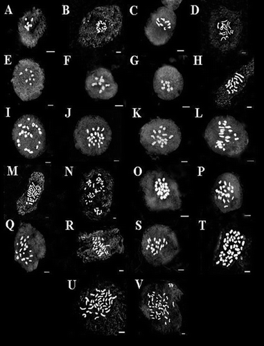 Figure 1. (A) meiosis in T. arcuata (26019); (B) mitosis in T. arcuata (23502); (C) meiosis in T. astroites (23549); (D) meiosis in T. astroites (27616); (E–G) meiosis in T. persica: (E) T. persica (23568); (F) T. persica (23706); (G) T. persica (26394); (H) mitosis in T. persica (33927); (I–M) meiosis in T. monantha ssp. monantha: (I) T. monantha ssp. monantha (25671); (J) T. monantha ssp. monantha (23700); (K) T. monantha ssp. monantha (23694); (L) T. monantha ssp. monantha (23567); (M, N) mitosis in T. monantha ssp. monantha: (M) T. monantha ssp. monantha (23513); (N) T. monantha ssp. monantha (23638); (O–Q) meiosis in T. monantha ssp. noeana: (O) T. monantha ssp. noeana (23527); (P) T. monantha ssp. noeana (23547); (Q) T. monantha ssp. noeana (23509); (R) mitosis in T. monantha ssp. noeana (23642); (S) meiosis in T. monantha ssp. geminiflora (23570); (T) mitosis in T. monantha ssp. geminiflora (23519); (U) mitosis in T. monantha ssp. incisa (23646); (V) mitosis in T. orthoceras (23610). Scale bars for meiosis figures: 5 μm and for mitotic figures: 2 μm.