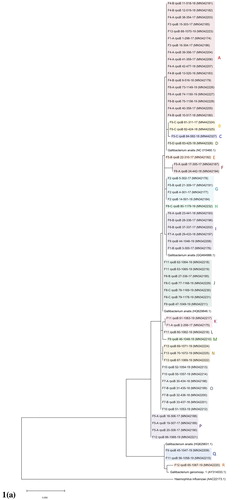 Figure 1. (a) Phylogenetic tree of Gallibacterium isolates based on comparison of partial rpoB sequences. Data was analysed using the Maximum likelihood method based on the Hasegawa–Kishino–Yano model in MEGA X. In total, 413 positions were used in the final dataset and a discrete Gamma distribution was used to model evolutionary rate differences among sites. (b) Graph showing correlation with linear fit between number of clusters according to the phylogenetic analysis and epidemiological data used in the study with correlation coefficient and statistical significance value.