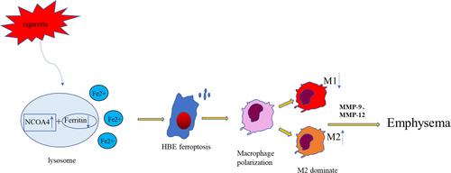Figure 8 Schematic representation of the potential role of NCOA4 and macrophage polarization. CS increases intracellular NCOA4 and induces ferroptosis. Endogenous molecules released from ferroptotic cells promote M2 polarization. Macrophages can secrete MMP9 and MMP12, leading to emphysema in COPD.