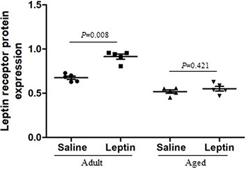 Figure 7 Semi-quantitative analysis of leptin receptor expression in the adult + leptin group, adult + saline group, aged + leptin group and aged + saline group.