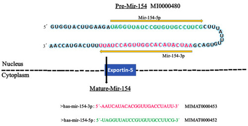 Figure 1 The hairpin structure of pre-miR-154 and the sequence of mature miR-154. The miR-154 gene is transcribed into a precursor (premiR-154) with 84 nucleotides in the nucleus, which is transferred to the cytoplasm by Exportin-5 for further processing to yield two mature miRNAs with 22 nucleotides, miR-154-5p and miR154-3p. The sequence of mature miR-154-5p and miR-154-3p is colored in green and red, respectively. The arrow indicates the orientations from 5′ to 3′. The codes of miR-154 were extracted from miRBase.