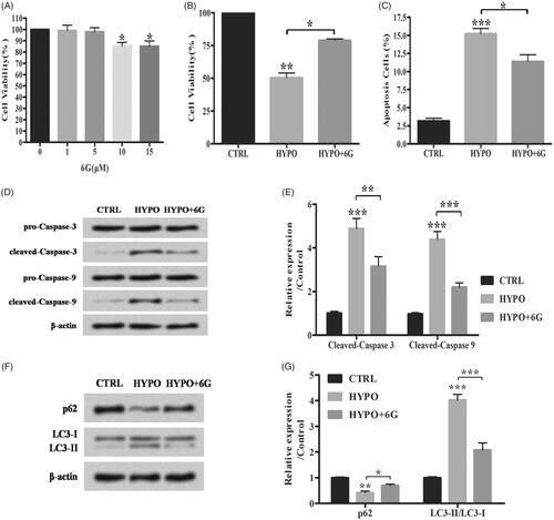 Figure 2. 6-Gingerols (6G) alleviates hypoxia induced apoptosis and autophagy in PC-12 cells. (A,B) Cell viability was detected by MTT assay. (C) Flow cytometry analysis was performed for cell apoptosis detection. (D,E) Relative expression of apoptotic factors was detected by Western blot. (F,G) The accumulated levels of p62 and LC3-II/LC3-I were detected by Western blot. Data are shown as mean ± SD. *p < .05; **p < .01; ***p < .001.