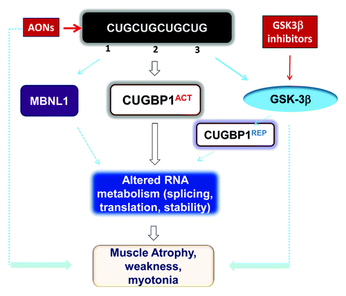 Figure 1. Toxic events caused by mutant CUG repeats in DM1 cells and possible therapeutic approaches for their correction. Mutant CUG repeats cause three toxic molecular events: (1) sequestration of MBNL1, (2) higher levels of CUGBP1, leading to elevation of the active form of CUGBP1 (CUGBP1ACT), and (3) elevation of active GSK3β, which reduces cyclin D3 and converts a portion of CUGBP1ACT to CUGBP1REP. Thus, both CUGBP1 forms are elevated in DM1. Reduced MBNL1 and increased CUGBP1ACT lead to deregulation of mRNA splicing, translation, and stability. Futhermore, increased CUGBP1REP may reduce mRNA translation in stress granules. Taken together, these molecular changes lead to myotonia, weakness, and muscle atrophy. Administration of GSK3β inhibitors reduces DM1 muscle histopathology, weakness, and myotonia similar to degradation of mutant CUG repeats by AONs.