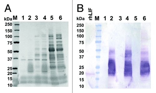 Figure 1. SDS-PAGE and western blot analyses of rice crude protein extracts in different buffers. (A) Coomassie blue-stained SDS-PAGE gel. Total soluble proteins were extracted from rice flour of transgenic lines expressing rhLIF and non-transgenic line Bengal with different buffers at a 1:10 ratio (g/ml) of buffer to rice flour. Total soluble proteins without any protein concentration, enrichment or purification were resolved on 4–20% Tris-glycine SDS-PAGE gels (Life Technologies). M, Molecular weight standard; Lanes 1, 3, and 5 are non-transgenic Bengal seed proteins extracted with 0.1 M NaOAc buffer pH 4, 5, and PBS buffer, pH 7.4, respectively; Lanes 2, 4, and 6 are transgenic rice seed proteins containing rhLIF extracted with 0.1 M NaOAc buffer pH 4, 5, and PBS buffer, pH 7.4, respectively. (B) western blot immuno-detection of anti-hLIF antibody. M, Molecular weight standard; rhLIF, 50 ng of purified E. coli-derived rhLIF protein (Millipore); Lanes 1, 3, and 5 are non-transgenic rice seed proteins extracted with 0.1 M NaOAc at pH 4.0, 0.1M NaOAc at pH 5.0, and PBS, pH 7.4, respectively; Lanes 2, 4, and 6 are transgenic rice seed proteins containing rhLIF extracted with 0.1 M NaOAc buffer pH 4, 0.1 M NaOAc at pH 5.0, and PBS buffer, pH 7.4, respectively.