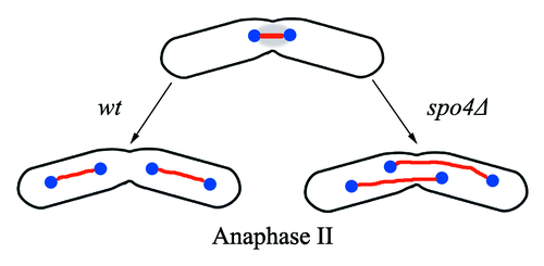Figure 1. A comparison of anaphase II in wild-type (wt) and in spo4Δ mutant (spo4Δ) shows that anaphase II spindles are abnormally expanded in spo4Δ mutant cells.Citation7 Tubulin is in red, DNA in blue.