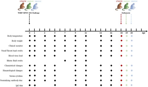 Figure 1. Experimental design and sample collection. Three adult male cynomolgus macaques (179327C, 186503C, and 186321C) were included in this study. At the onset of this experiment, the monkeys were challenged with 1.2 × 108 PFU of WIBP-MPXV-001 via the mucosal plus skin route. All three monkeys were infected with WIBP-MPXV-001 using a consistent method of inoculation, involving simultaneous mucosal and skin infection. Body temperature, body weight, nasal/throat/anal/blister fluid swabs, biochemical changes, hematological changes, serum cytokines, and specific antibodies were measured throughout the observation period. Blood samples were not collected at some time points due to the poor condition of the infected monkeys. Histopathological examinations via H&E staining were conducted at 18 dpi (179327C), 19 dpi (186503C), and 20 dpi (186321C).