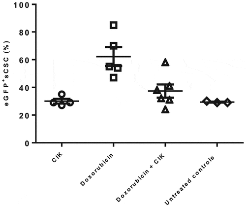 Figure 6. Autologous CIK are active against chemo-surviving eGFP+sCSC in vivo. Chemotherapy treatment with doxorubicin (5 mg/Kg, day 1) determined a relative enhancement of residual sCSC (62 ± 6.8%, n = 5) while the rate of sCSC after CIK immunotherapy (30 ± 1.7%, n = 4) remained comparable with untreated controls (29 ± 0.3%, n = 3). The sequential chemo-immunotherapy treatment (doxorubicin 5mg/Kg, day 1 and CIK 1 × 107 at day 5) resulted in a relative decrease of residual viable eGFP+sCSC (37 ± 4.7%, n = 6), confirming in vivo that CIK are equally effective against sarcomas that survived chemotherapy treatment