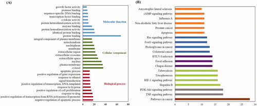 Figure 5. KEGG pathway and GO analysis using the DAVID database. (A) GO enrichment analysis. The red, green and blue colours represent biological process (BP), cellular component (CC) and molecular function (MF). (B) The chart of KEGG pathway enrichment.